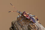 Obrubnica americká (Leptoglossus occidentalis)