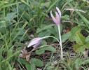 Ocún jesenní (Colchicum autumnale)