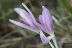 Ocún jesenní (Colchicum autumnale)