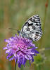 Okáč bojínkový (Melanargia galathea)