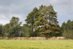 Olše lepkavá (Alnus glutinosa)