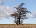 Olše lepkavá (Alnus glutinosa)