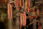 Olše lepkavá (Alnus glutinosa)