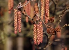 Olše lepkavá (Alnus glutinosa)