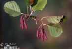 Olše lepkavá (Alnus glutinosa)