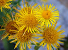 Oman britský (Inula britannica)