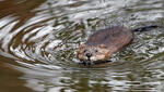 Ondatra pižmová (Ondatra zibethicus)