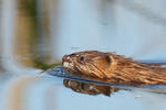 Ondatra pižmová (Ondatra zibethicus)