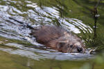 Ondatra pižmová (Ondatra zibethicus)