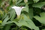 Opletník plotní (Calystegia sepium)