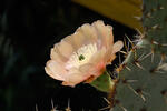 Opuncie (Opuntia sp.)