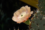 Opuncie - květ (Opuntia sp.)