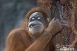 Orangutan sumaterský