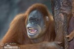 Orangutan sumaterský