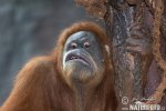 Orangutan sumaterský