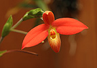 Orchidej (Orchidea sp.)