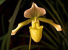 Orchidej (Orchidea sp.)