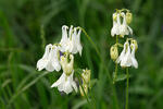 Orlíček obecný (Aquilegia vulgaris)