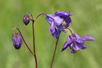 Orlíček obecný (Aquilegia vulgaris)