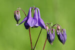 Orlíček obecný (Aquilegia vulgaris)