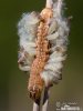 Osenice šťovíková - hostitel lumčíka (Braconidae sp.)