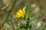 Ostnatec středozemní (Scolymus hispanicus)