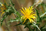 Ostnatec středozemní (Scolymus hispanicus)