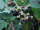 Ostružina dvojfarebnolistá (Rubus bifrons)