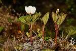 Ostružiník moruška (Rubus chamaemorus)