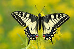 Otakárek fenyklový (Papilio machaon)