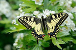 Otakárek fenyklový (Papilio machaon)