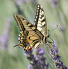 Otakárek fenyklový (Papilio machaon)