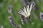 Otakárek ovocný (Iphiclides podalirius)