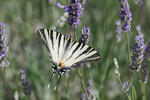 Otakárek ovocný (Iphiclides podalirius)