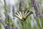 Otakárek ovocný (Iphiclides podalirius)