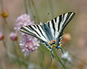 Otakárek ovocný (Iphiclides podalirius)