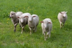 Ovce domácí (Ovis aries)