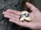 Páchník hnědý (Osmoderma barnabita)