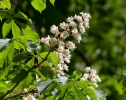 Pagaštan (Aesculus hippocastanum)