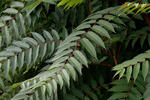 Pajasan žláznatý (Ailanthus altissima)