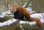 Panda červená (Ailurus fulgens)