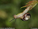 Páskovka keřová (Cepaea hortensis)