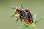 Páteříček sněhový (Cantharis fusca)