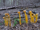 Patyčka rosolovitá (Leotia lubrica)