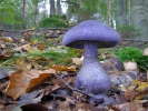 Pavučinec hercynský (Cortinarius hercynicus)