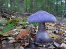 Pavučinec hercynský (Cortinarius hercynicus)