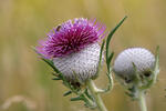 Pcháč bělohlavý (Cirsium eriophorum)