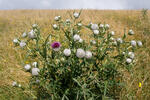 Pcháč bělohlavý (Cirsium eriophorum)