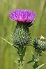 Pcháč obecný (Cirsium vulgare)