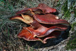 Pečeňovec dubový (Fistulina hepatica)